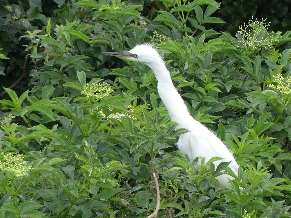 jeune aigrette garzette.JPG