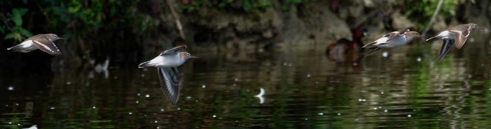 Passage devant l'Île aux oiseaux à 12h26