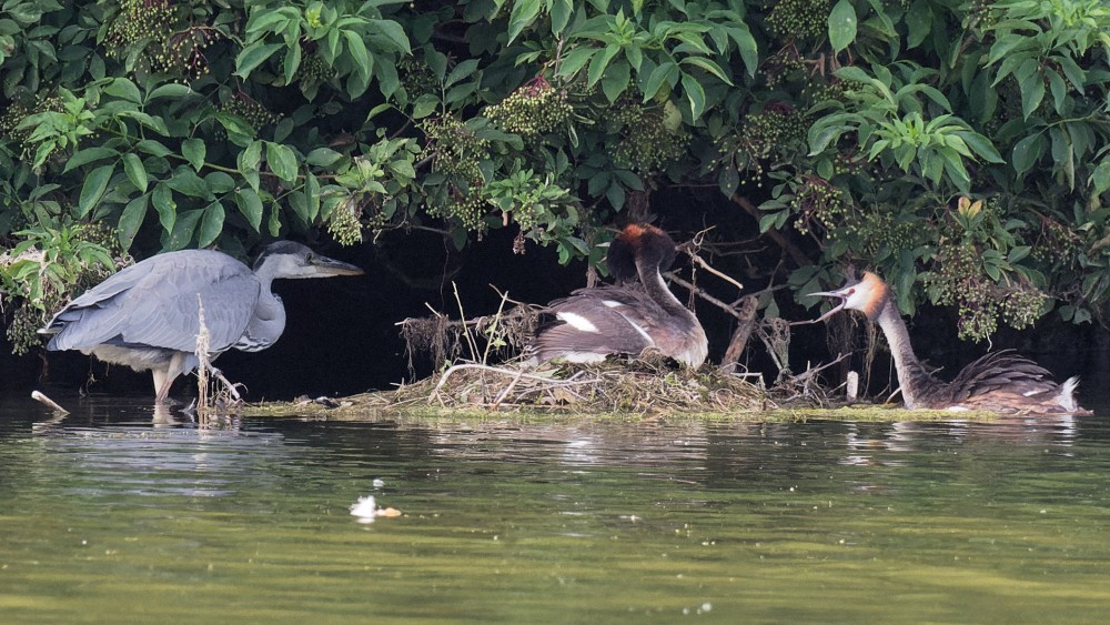 P7220406_DxO-1.jpg (670.13 Kio) Vu 11939 fois L'accueil du héron cendré le 22 juillet à 20h02