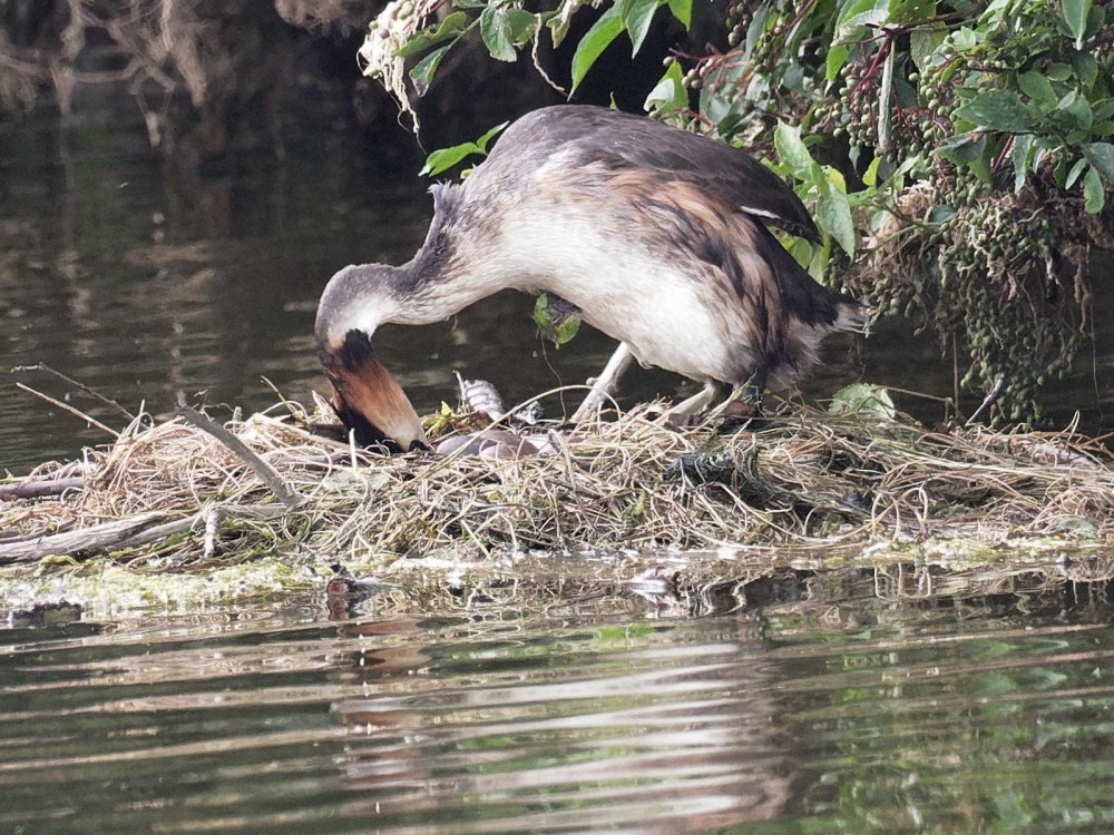 P7250199_DxO.jpg (290.37 Kio) Vu 11939 fois Trois oeufs visibles dans le nid le 25 juillet à 19h01