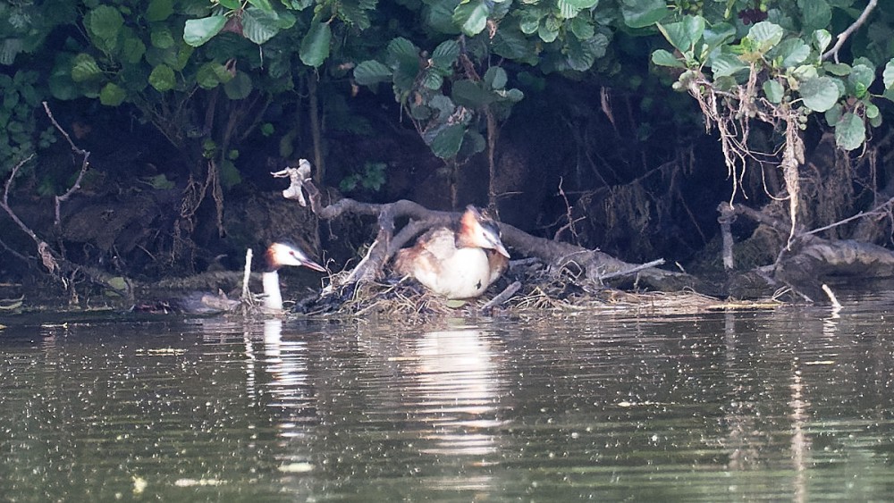 P7250016_DxO-3.jpg (268.11 Kio) Vu 15285 fois Un grèbe couve dans le 2ème nid le 25 juillet à 18h36