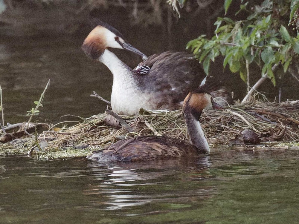 P7280241_DxO.JPG (281.25 Kio) Vu 11917 fois Un premier jeune apparait le 28 juillet à 20h23