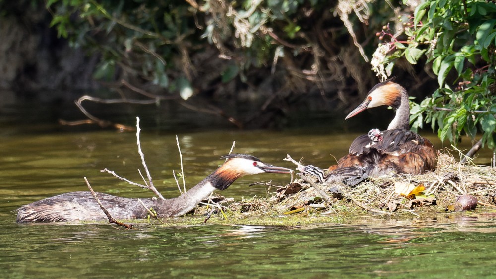 P7290416_DxO.jpg (707.66 Kio) Vu 15269 fois Le second se montre le 29 juillet à 11h32