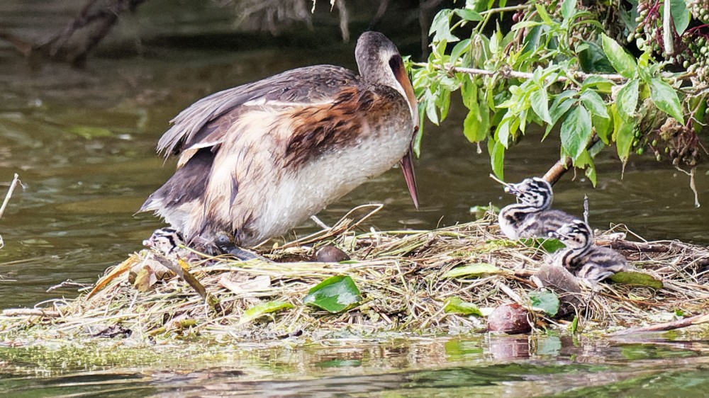 P7300563_DxO-1.jpg (431.92 Kio) Vu 11917 fois Le troisième apparait le 30 juillet à 18h20