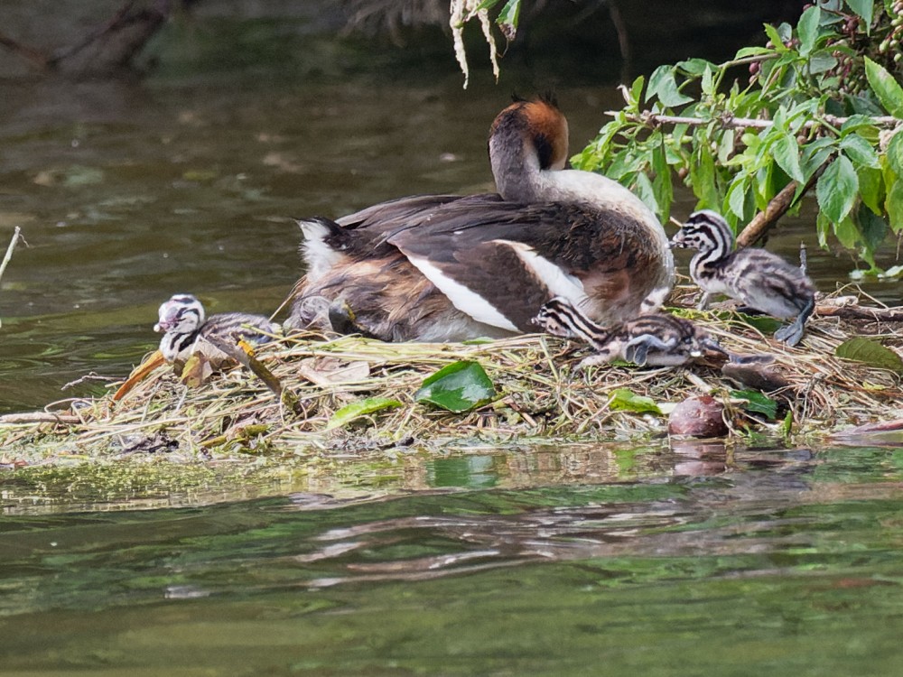 P7300572_DxO.jpg (398.43 Kio) Vu 11917 fois Le quatrième fait une timide apparition le 30 juillet à 18h22
