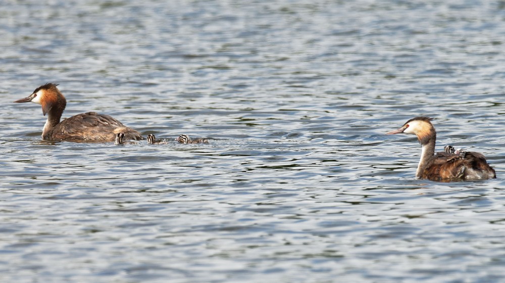 P8010205_DxO.jpg (682.02 Kio) Vu 15269 fois La bande des 5 avec leurs parents le 1er août à 11h45
