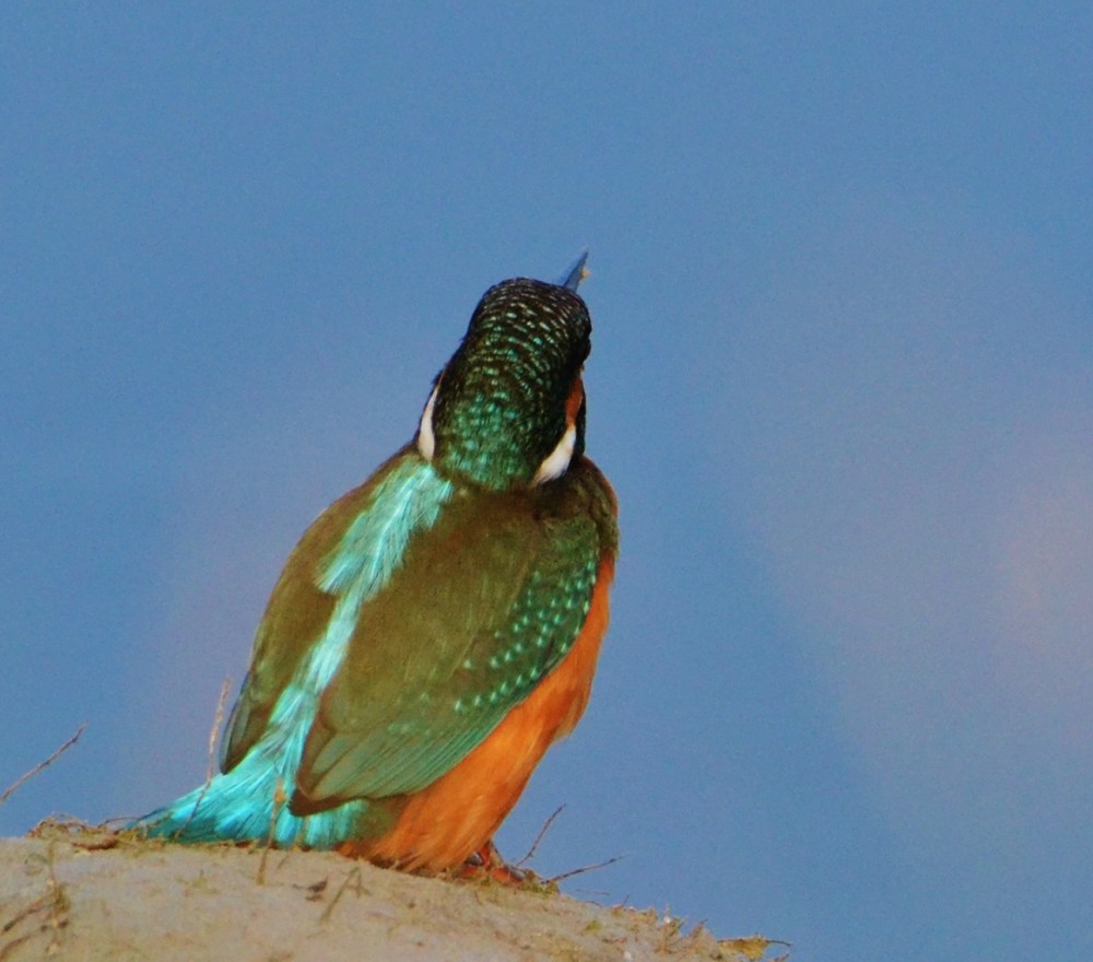 2.jpg (314.09 Kio) Vu 10301 fois Ce matin le long des berges escarpées de la Sélune