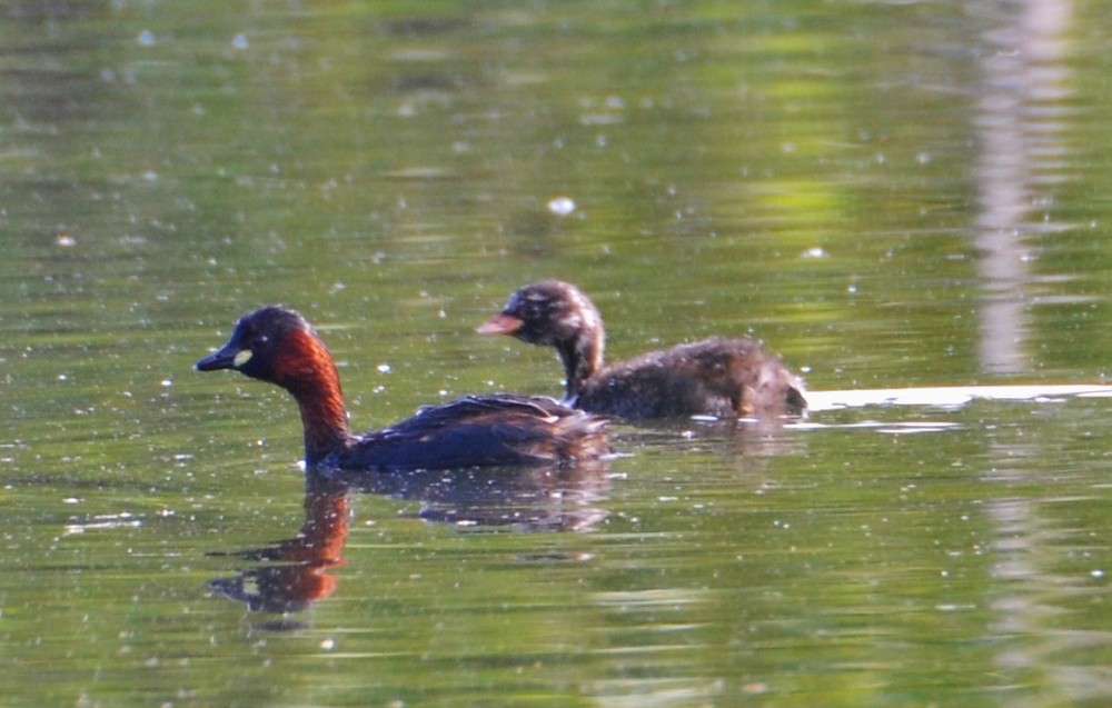 Grèbes castagneux en famille sur la petite mare de notre zone industrielle à Poilley