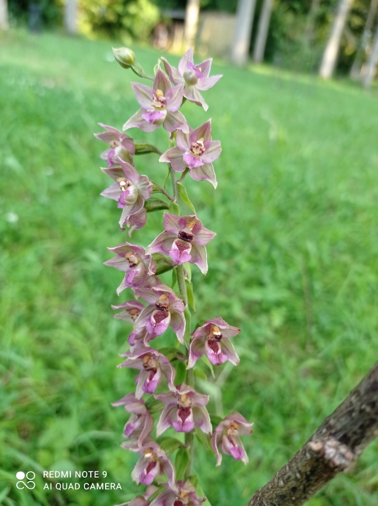 Epipactis helleborine, &quot;orchidée que l’on trouve dans de nombreux lieux, de façon préférentielle dans les lieux mi-ombrés (bord de sentier dans bois, etc.)&quot; Détermination et citation Alain Rongier. Une dizaine de pieds dans la peupleraie lâche du refuge de la Godefroy. (photo Anne Vétois)