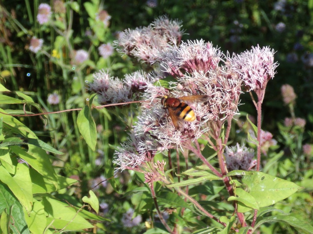 Un &quot;faux frelon&quot; sur les fleurs de l'Eupatoire chanvrine au refuge du Bas de l'M à Avranches, le jardin d'Etienne Leroy producteur maraîcher bio: le Syrphe Volucella zonaria (Détermination Alain Livory) (Photo J Collette)