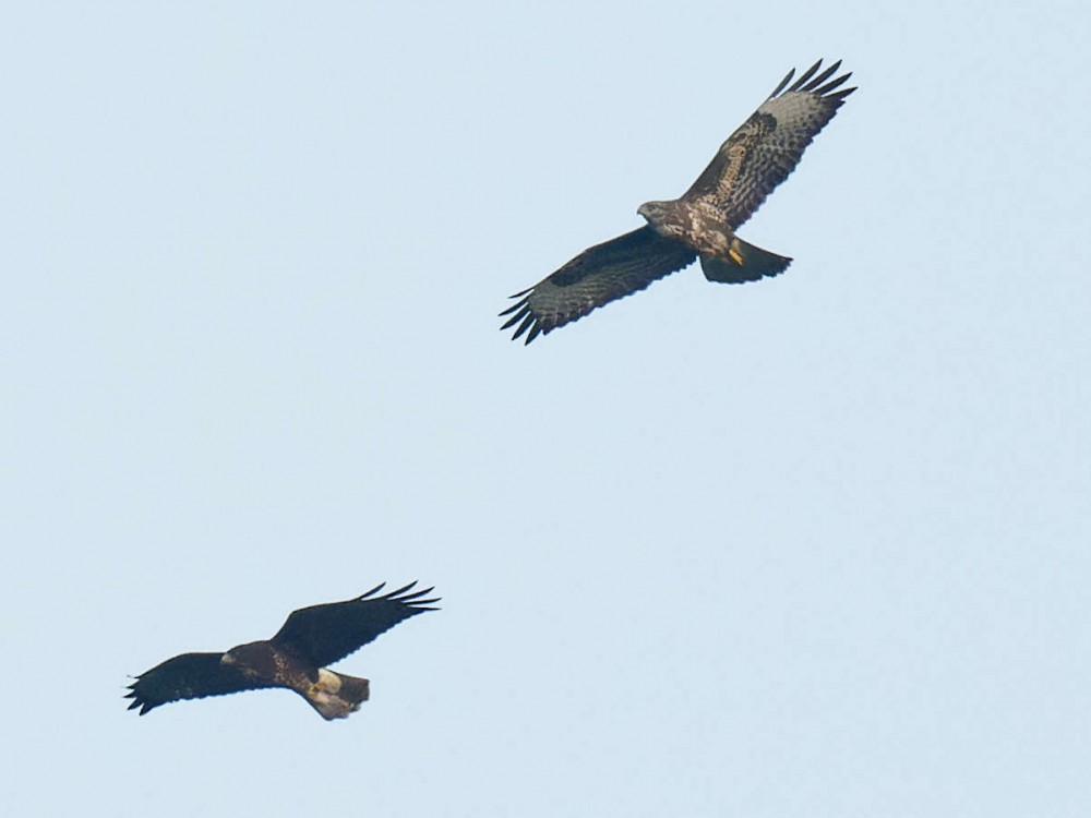 P8310820_DxO-1.jpg (63.79 Kio) Vu 15105 fois Les 2 buses volent tranquillement ensemble 19h 42' 48"