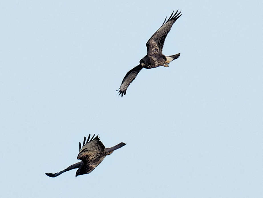 Une tentative de dégagement en piqué 19h 42' 49"