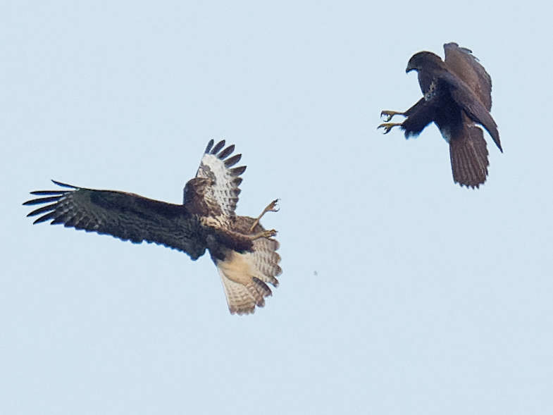 Les 2 buses se font face, les serres prêtes à entrer en action 19h 42' 51"