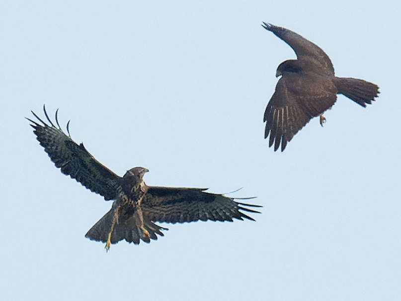 L'attaquante se remet en position de vol 19h 42' 51"