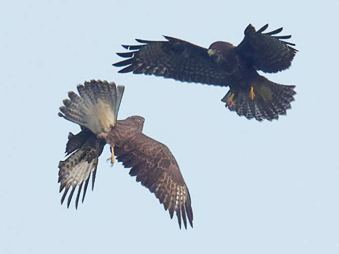 L'attaquée en fait autant, nouveau face à face 19h 42' 51"