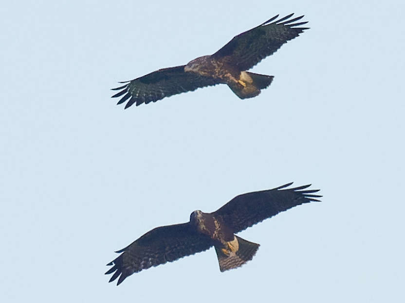 Une surveillance réciproque 19h 42' 58"