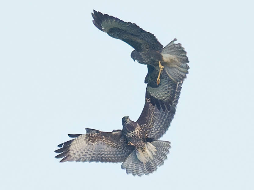 Début du 3ème round 19h 43' 00"