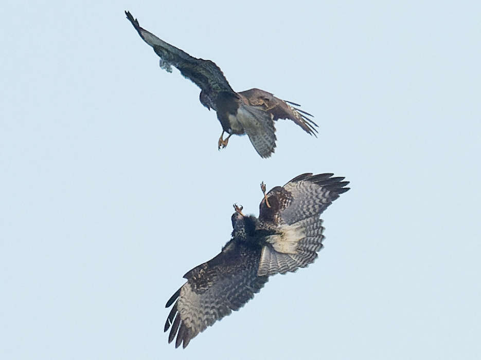 Passage en vol sur le dos 19h 43' 00"