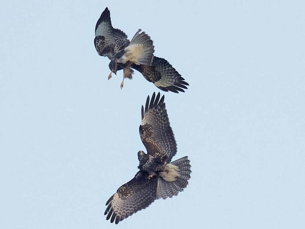 P8310901_DxO.jpg (67.11 Kio) Vu 15079 fois Petit ballet aérien 19h 43' 00"