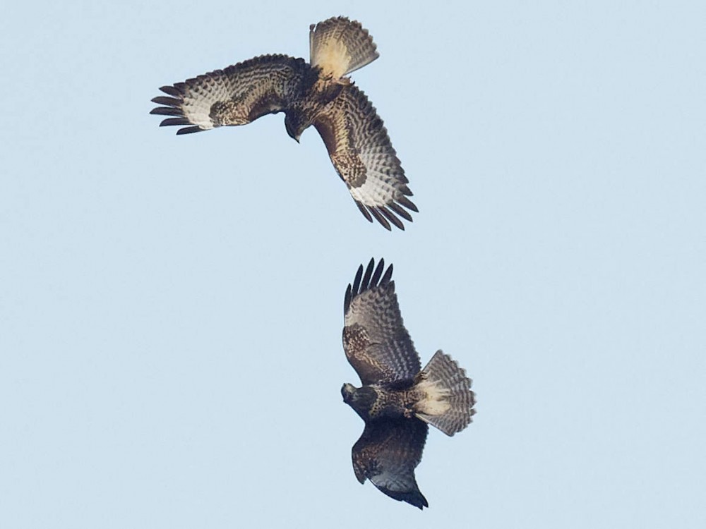 P8310903_DxO.jpg (74.99 Kio) Vu 11727 fois Suite du ballet, les buses s'éloignent l'une de l'autre 19h 43' 01"