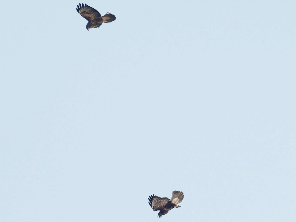 P8310906_DxO.jpg (109.57 Kio) Vu 11727 fois La buse attaquée se dégage en piqué. 19h 43' 01"