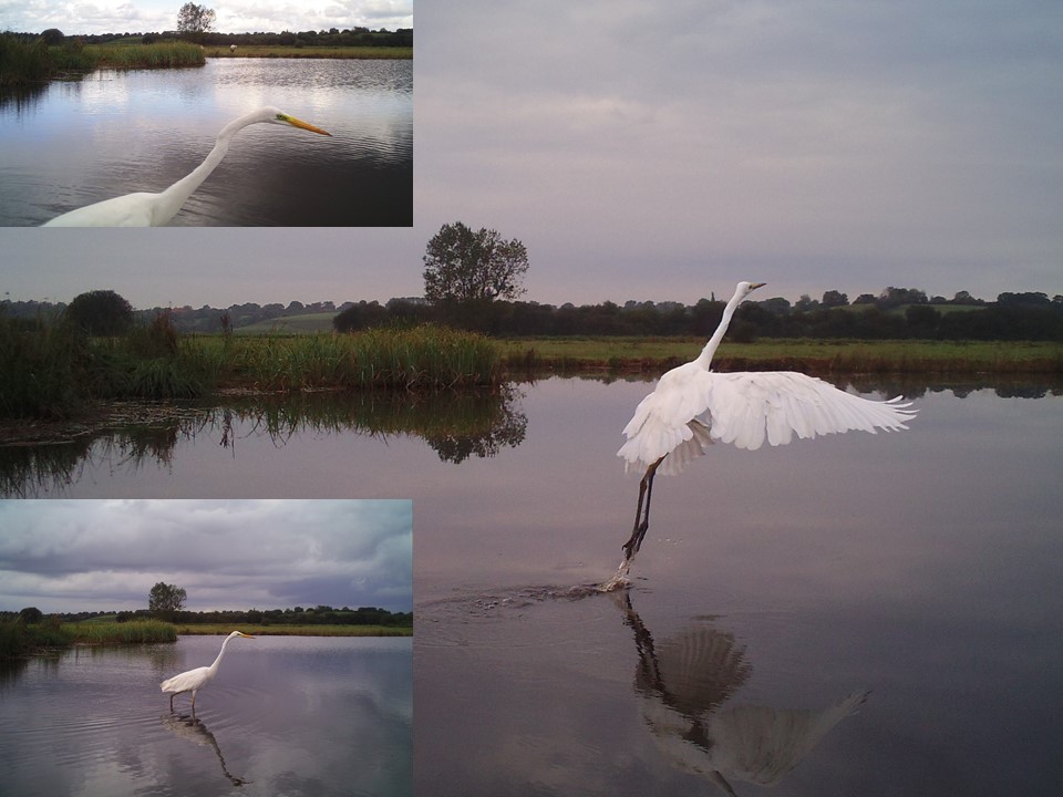 Grande aigrette 1.jpg