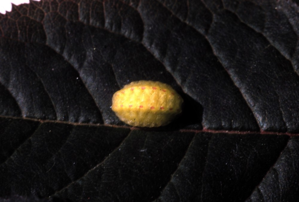 Chenille de Thecla sp. Bois d'Ardennes-Ducey/50- Août 1990- Posée ici sur une feuille de prunier rouge.