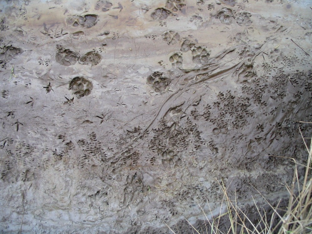 2.empreinte queue.jpg (762.26 Kio) Vu 7245 fois Même au milieu de nombreuses autres empreintes, la queue laisse une trace remarquable!