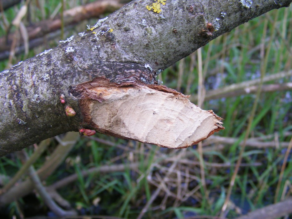 Plus de castor, mais quand même des branches rongées par les puissantes incisives du myocastor!