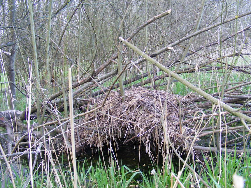 Sur son territoire, le ragondin construit plusieurs plates formes de repos, sur des branches couchées ou des souches, parfois très haut dans les saules quand les inondations l'obligent &quot;à prendre de la hauteur&quot;. Ces accumulations de branchettes ressemblent à des super nids de poule d'eau!