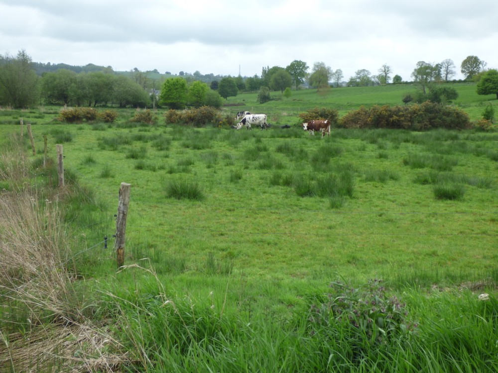 Vallée de la Guérinette/Ponts/50 (avril 2019) : territoire de tarier pâtre, de bruant zizi sur alignement d'ajoncs spontanés sur clôture artificielle.