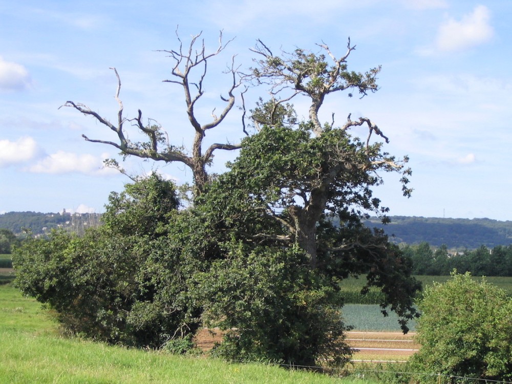 Le Tourps, Anneville-en-Saire/50 (08/2007); gobemouche gris, pic épeichette