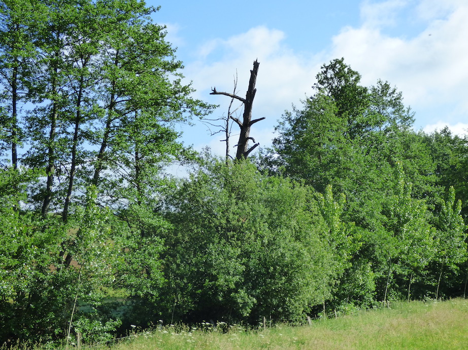 Ripisylve de la Douenne, Parigny/50 (06/2019); pic vert, étourneau nid occupé)