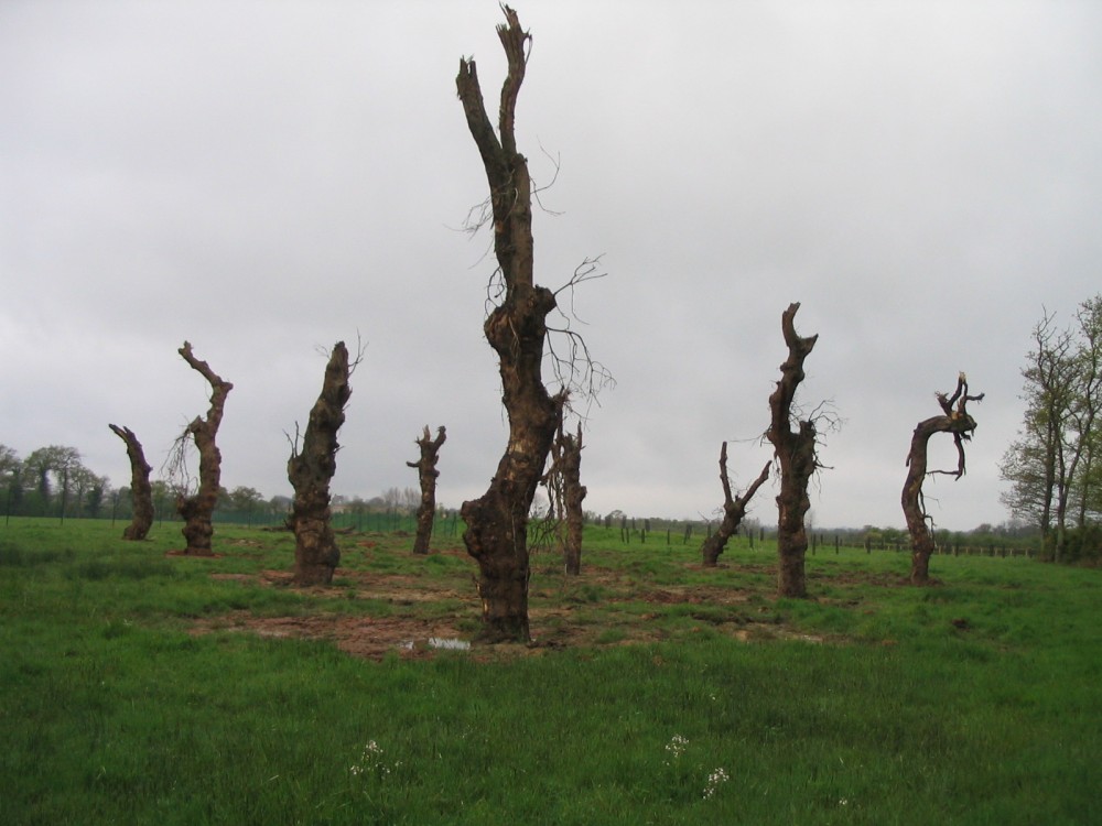 arbres à cavités &quot;replantés&quot;; site industriel de la SPEN au Ham/50. Suivi ornithologique et conseils de gestion du GONm. (Avril 2005)