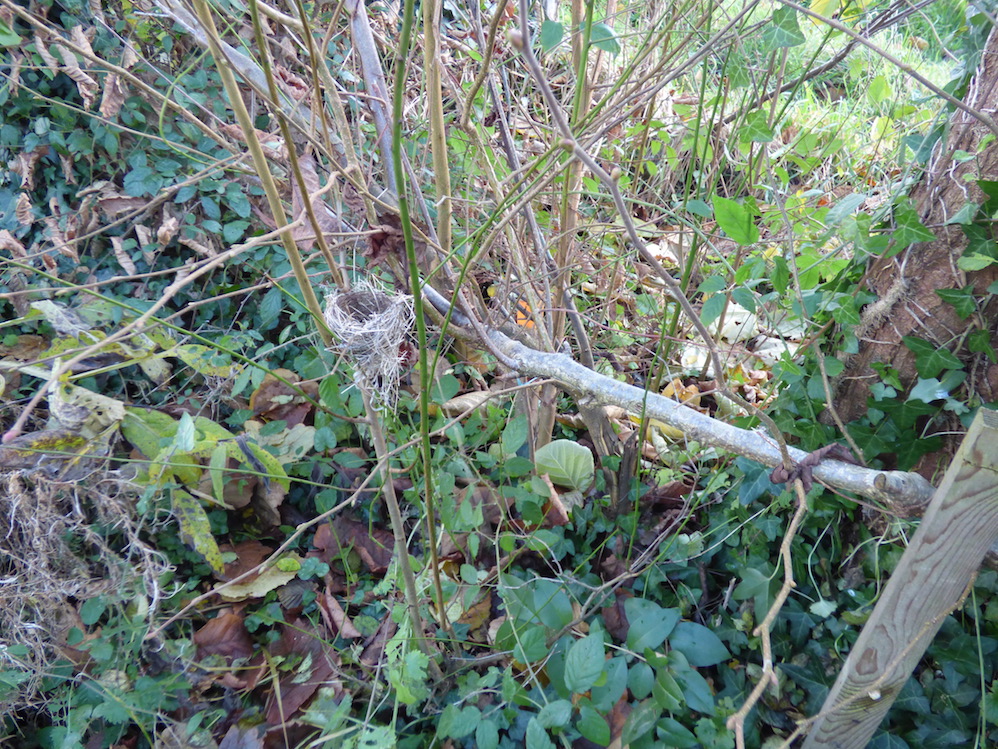 Quelques mois plus tard, les rejets sur les coupes sont puissants et les trous dans la haie ont été complétés de nombreux jeunes plants au cours de l'hiver ou bien occultés par des branches plessées. Au début du printemps, le site est peu fréquenté, mais en fin de saison de reproduction, la fauvette à tête noire s'est déjà installée, débordant de son territoire sur un roncier voisin : un nid (probablement de remplacement ) a été construit sur une branche plessée!