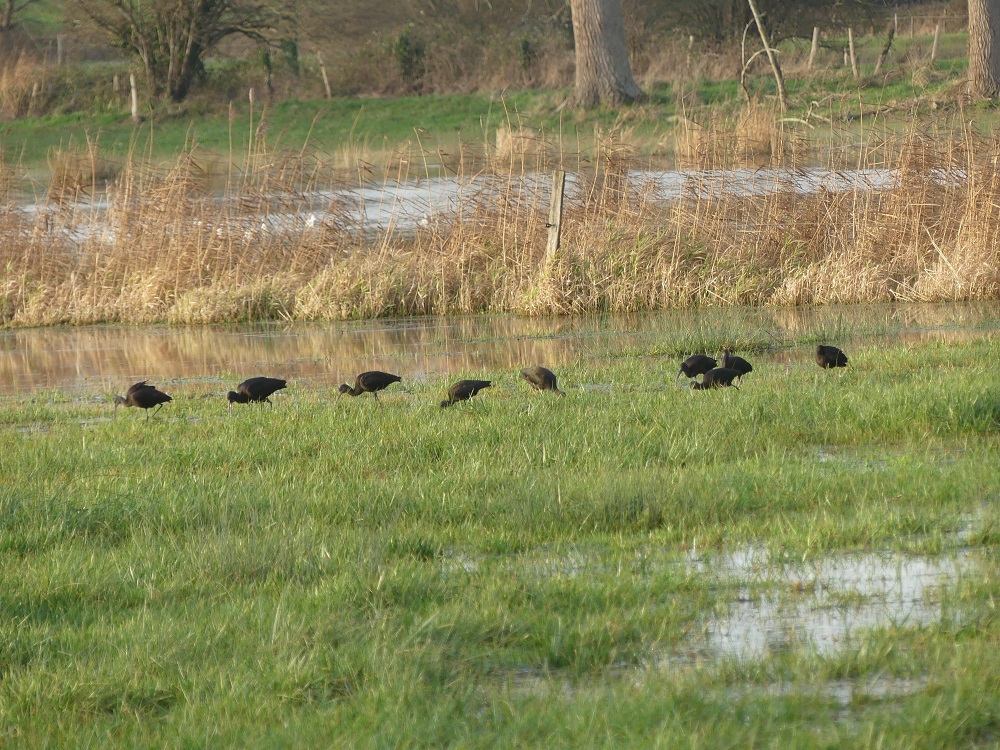 9 ibis falcinelles.JPG