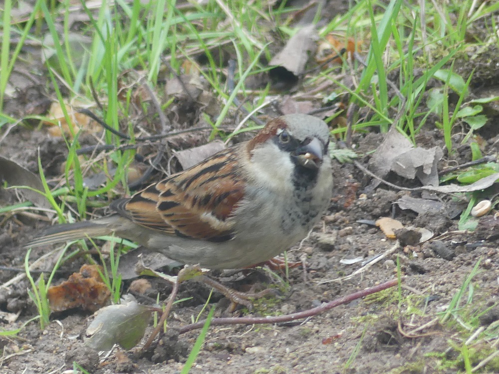 moineau domestique.JPG