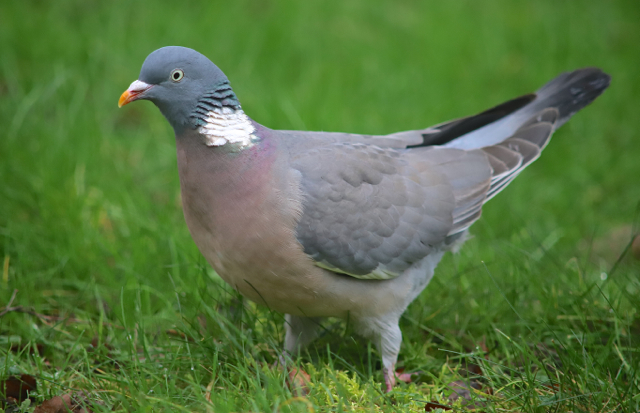 Pigeon ramier45.jpg
