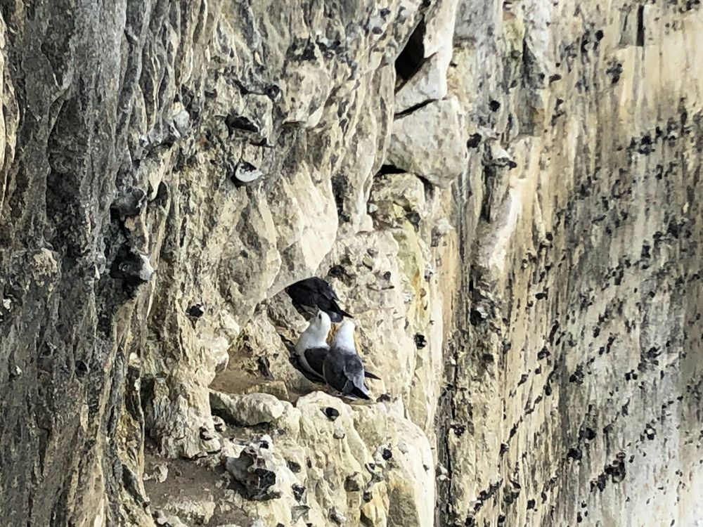 Fulmars dans la falaise à Sotteville-sur-Mer (76)