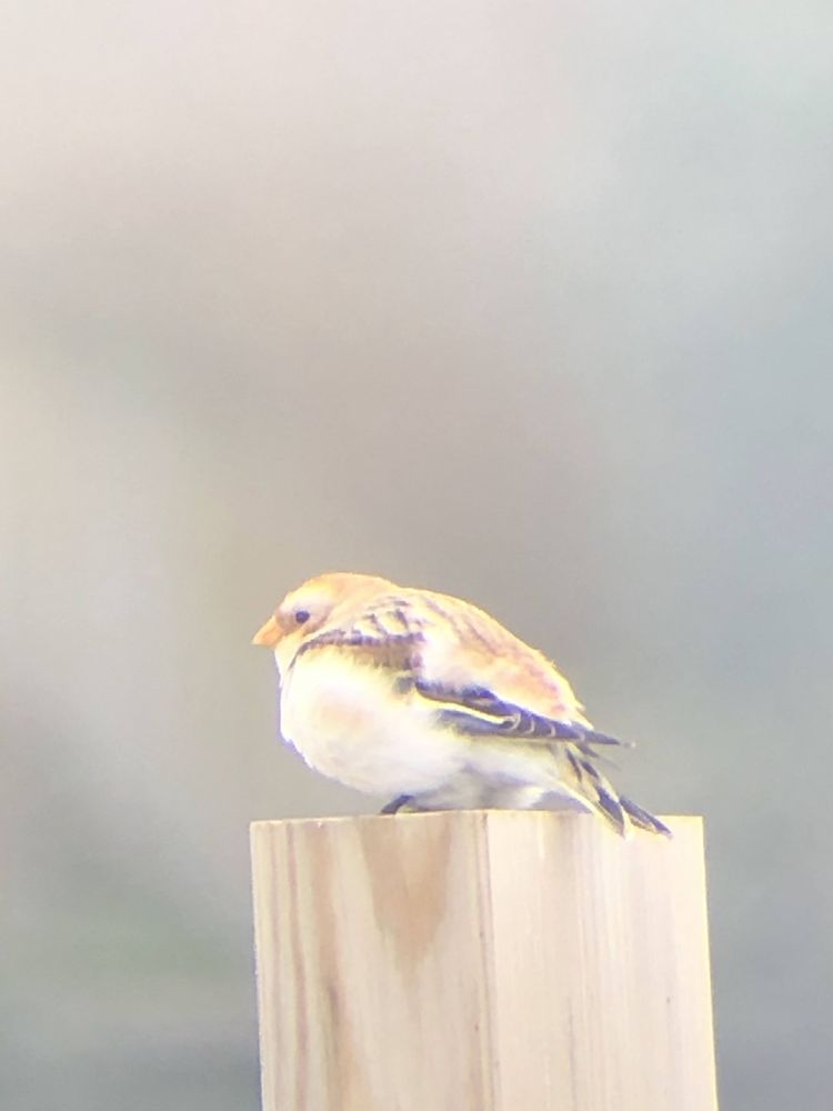 Bruant des neiges de Saint-Aubin-sur-Mer (76)