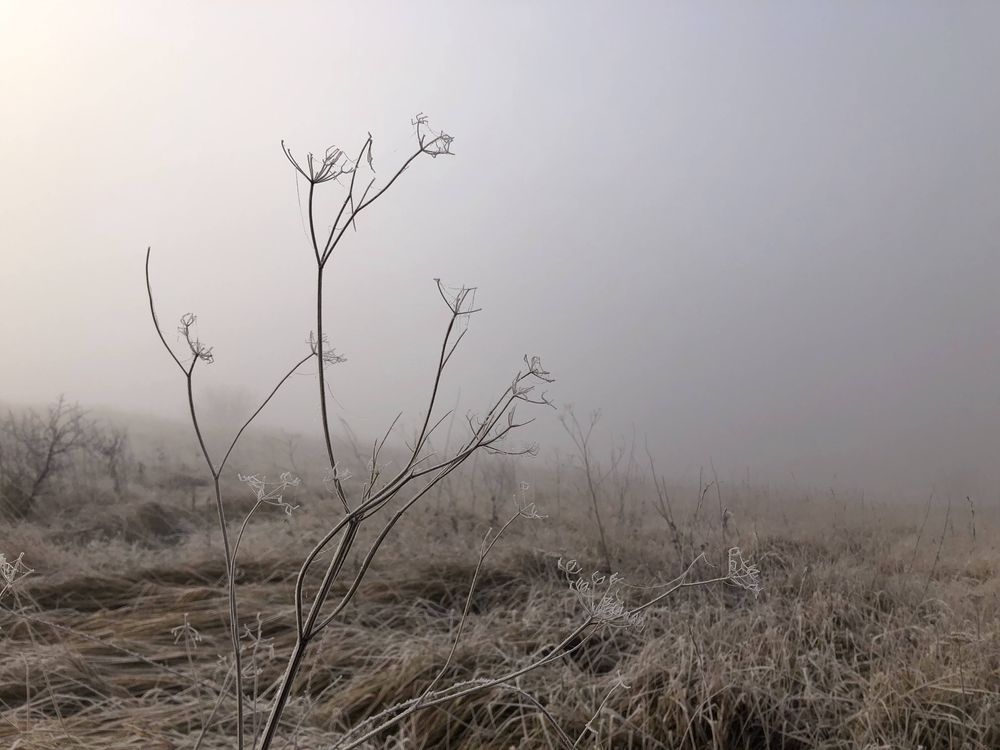 Coteau de Neufchâtel dans le brouillard givré