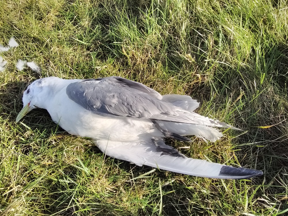 mouette tridactyle.jpg