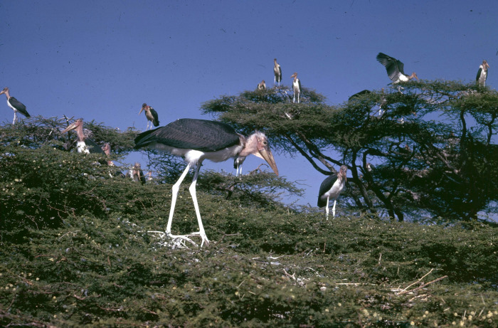 photo Jacques Alamargot