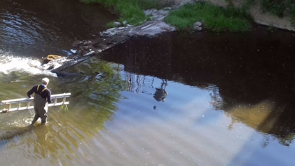 Serge traverse la Vire, bien équipé, pour installer le nichoir sous le tablier du pont.