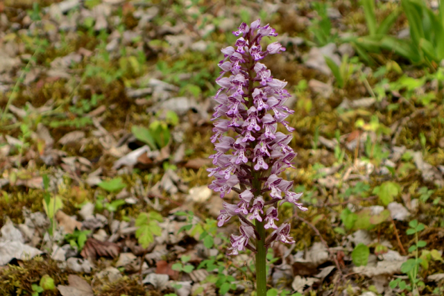 Orchis militaire15.jpg