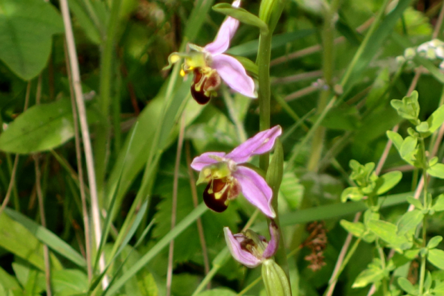 Ophrys abeille10.jpg