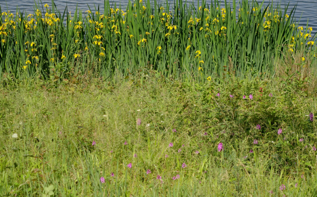 Iris et orchis pyramidal10.jpg