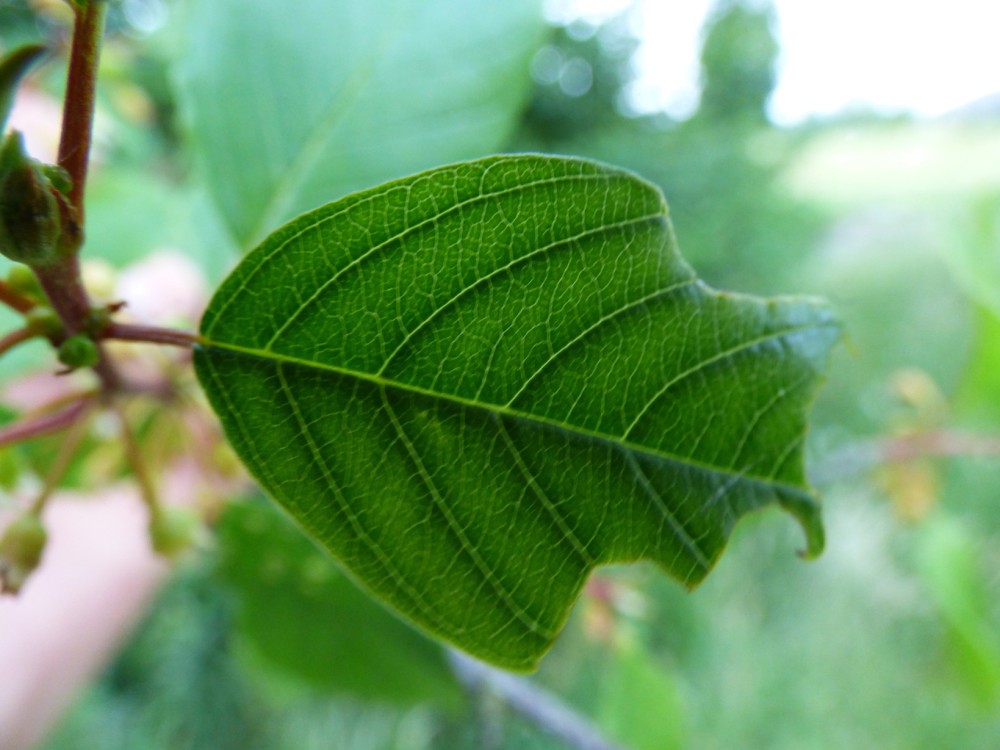 Relative symétrie de l'attaque d'une feuille par une chenille de citron.