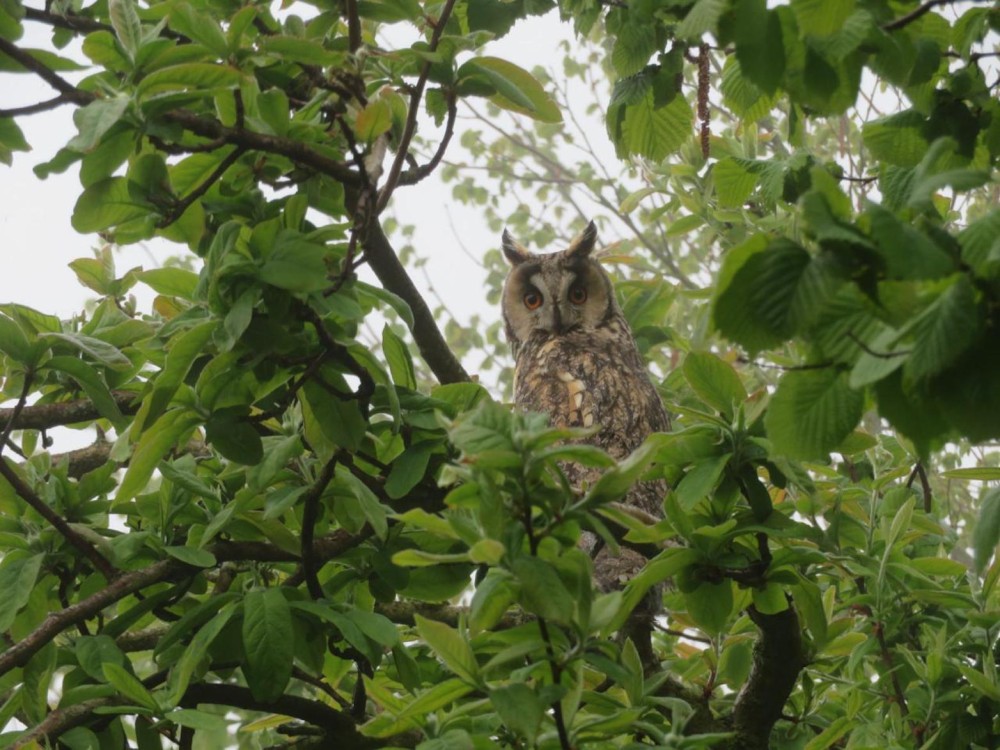 Le hibou immortalisé par Dominique (28 avril 2021)