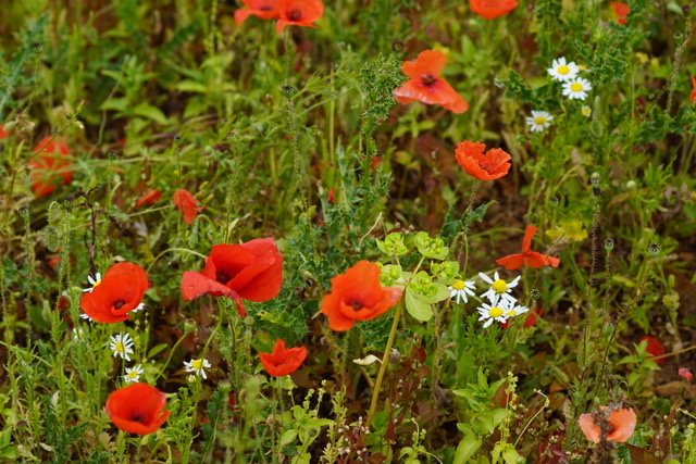 Coquelicots et autres fleurs.jpeg